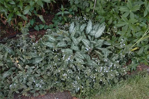 Großgeflecktes Garten-Lungenkraut - Pulmonaria saccharata 'Opal'