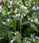 Großgeflecktes Garten-Lungenkraut - Pulmonaria saccharata 'Opal'