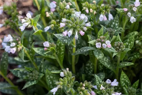 Großgeflecktes Garten-Lungenkraut - Pulmonaria saccharata 'Opal'