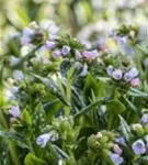 Großgeflecktes Garten-Lungenkraut - Pulmonaria saccharata 'Opal'