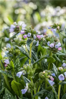 Großgeflecktes Garten-Lungenkraut - Pulmonaria saccharata 'Opal'