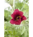 Gewöhnliche Kuhschelle - Pulsatilla vulgaris