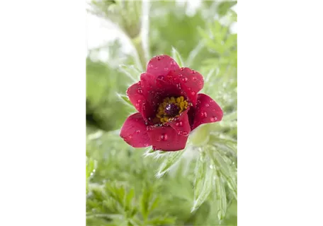 Pulsatilla vulgaris - Gewöhnliche Kuhschelle