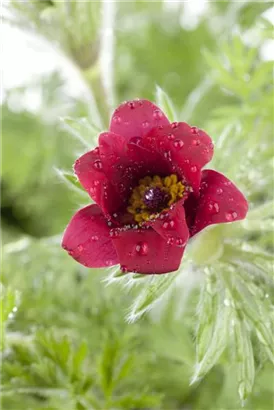 Gewöhnliche Kuhschelle - Pulsatilla vulgaris