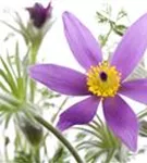 Gewöhnliche Kuhschelle - Pulsatilla vulgaris