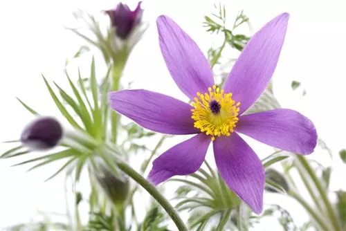 Gewöhnliche Kuhschelle - Pulsatilla vulgaris