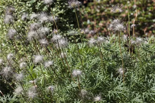 Gewöhnliche Kuhschelle - Pulsatilla vulgaris