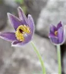 Gewöhnliche Kuhschelle - Pulsatilla vulgaris