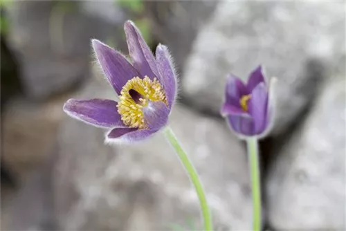 Gewöhnliche Kuhschelle - Pulsatilla vulgaris