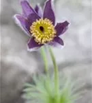 Gewöhnliche Kuhschelle - Pulsatilla vulgaris