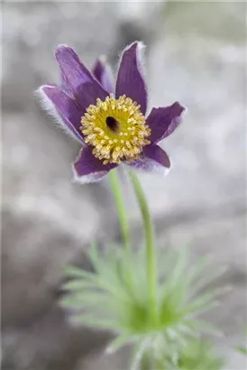 Gewöhnliche Kuhschelle - Pulsatilla vulgaris