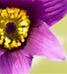 Gewöhnliche Kuhschelle - Pulsatilla vulgaris