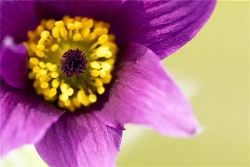 Gewöhnliche Kuhschelle - Pulsatilla vulgaris