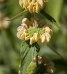 Syrisches Brandkraut - Phlomis russeliana