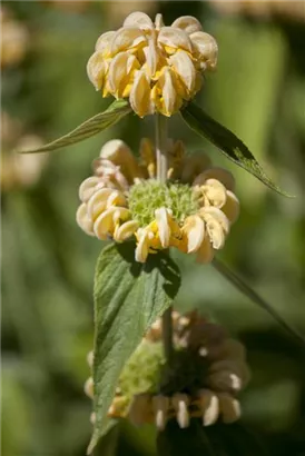 Syrisches Brandkraut - Phlomis russeliana