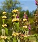 Syrisches Brandkraut - Phlomis russeliana