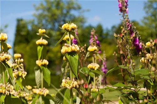 Syrisches Brandkraut - Phlomis russeliana