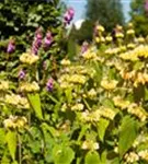 Syrisches Brandkraut - Phlomis russeliana