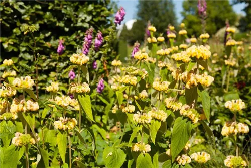 Syrisches Brandkraut - Phlomis russeliana