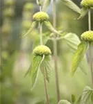 Syrisches Brandkraut - Phlomis russeliana