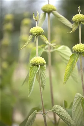 Syrisches Brandkraut - Phlomis russeliana