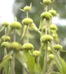 Syrisches Brandkraut - Phlomis russeliana