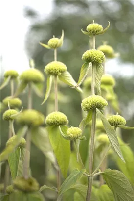 Syrisches Brandkraut - Phlomis russeliana