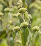 Syrisches Brandkraut - Phlomis russeliana