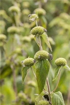 Syrisches Brandkraut - Phlomis russeliana