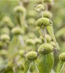 Syrisches Brandkraut - Phlomis russeliana