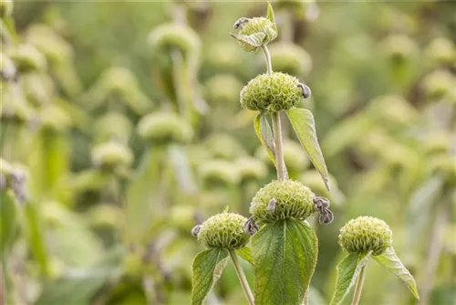 Syrisches Brandkraut - Phlomis russeliana