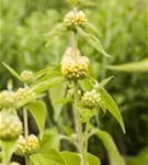 Syrisches Brandkraut - Phlomis russeliana