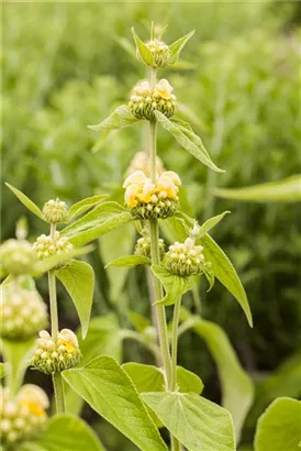 Syrisches Brandkraut - Phlomis russeliana