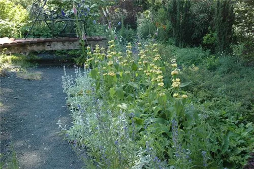 Syrisches Brandkraut - Phlomis russeliana