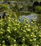 Syrisches Brandkraut - Phlomis russeliana