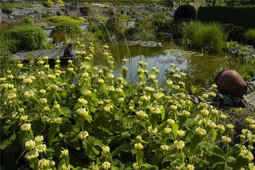 Syrisches Brandkraut - Phlomis russeliana