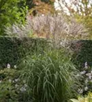 Garten-Chinaschilf, Garten-Landschilf - Miscanthus sinensis 'Silberspinne'