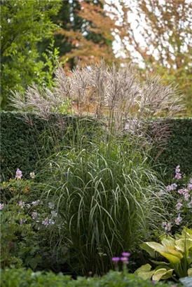 Garten-Chinaschilf, Garten-Landschilf - Miscanthus sinensis 'Silberspinne'