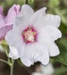 Garten-Busch-Malve - Lavatera x olbia 'Baby Barnsley'