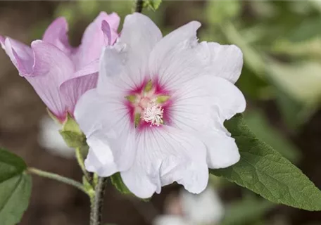 Lavatera x olbia 'Baby Barnsley' - Garten-Busch-Malve