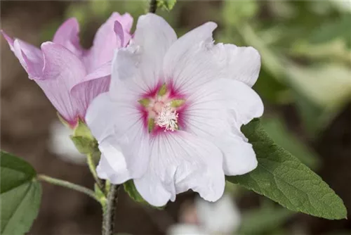 Garten-Busch-Malve - Lavatera x olbia 'Baby Barnsley'