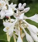 Große, blaugraue Garten-Funkie - Hosta sieboldiana 'Great Expectations'