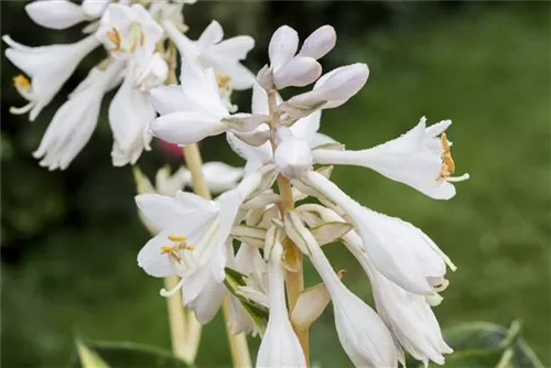 Große, blaugraue Garten-Funkie - Hosta sieboldiana 'Great Expectations'