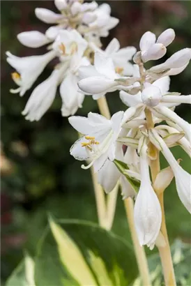 Große, blaugraue Garten-Funkie - Hosta sieboldiana 'Great Expectations'