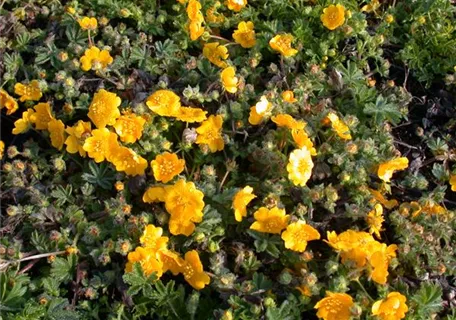 Potentilla neumanniana - Frühlings-Fingerkraut