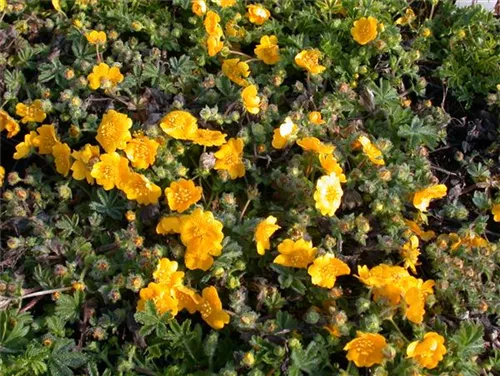 Frühlings-Fingerkraut - Potentilla neumanniana