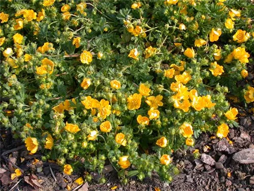 Frühlings-Fingerkraut - Potentilla neumanniana