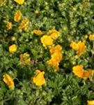 Frühlings-Fingerkraut - Potentilla neumanniana