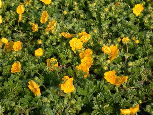 Frühlings-Fingerkraut - Potentilla neumanniana