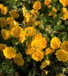 Frühlings-Fingerkraut - Potentilla neumanniana